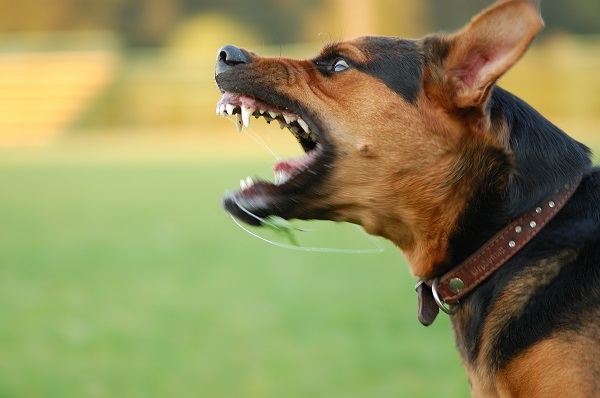 A snarling dog with bared teeth and saliva flying from its mouth, caught mid-bark in an aggressive stance on a grassy field.